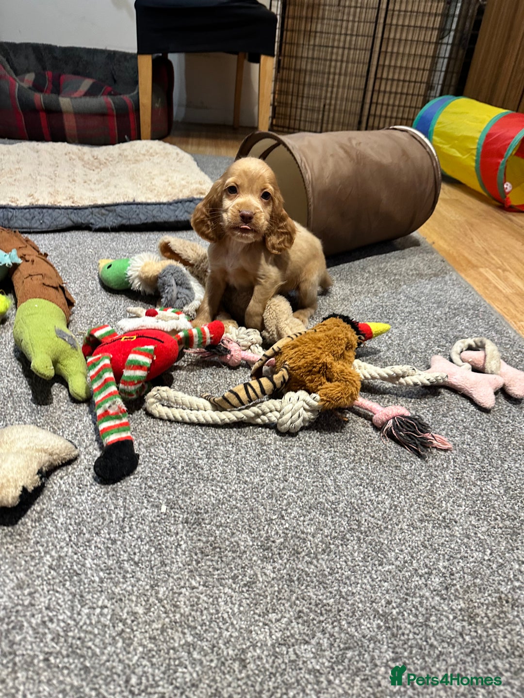 Cocker Spaniel dogs for sale: Beautiful show type puppies  - Image 6