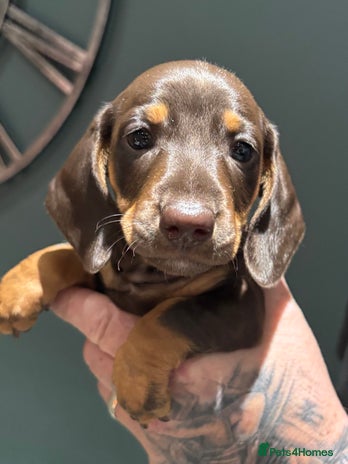 Miniature Dachshund dogs - Advert 15