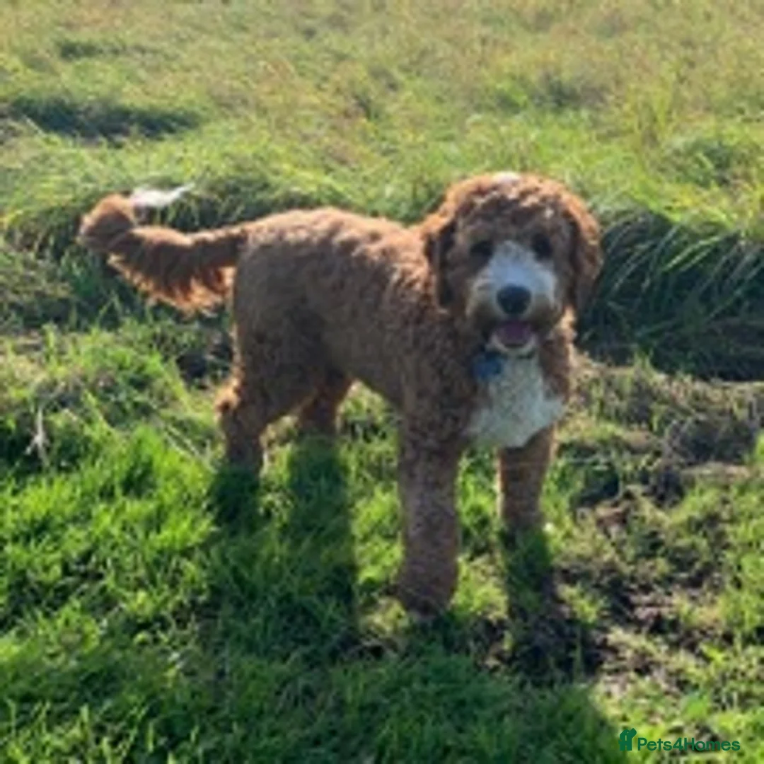 Labradoodle dogs for stud: Australian Labradoodle Stud in Driffield - Advert 2