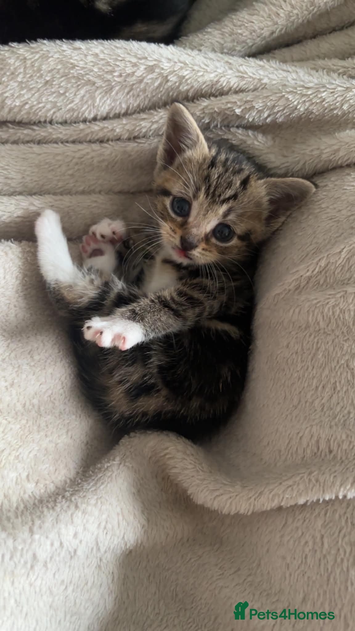 Mixed Breed cats Kitties ready now  - Advert 4