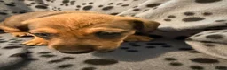 Mixed Breed dogs for sale: Jack Russell x french bull dog x dachshund  - Advert 24