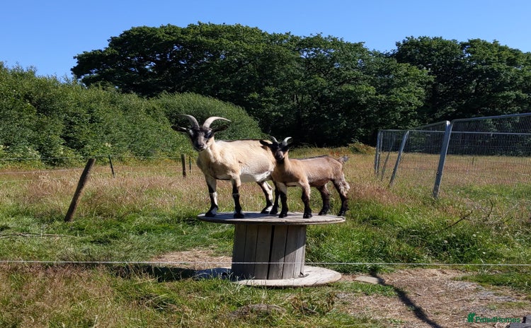 Goats livestock - Advert 1