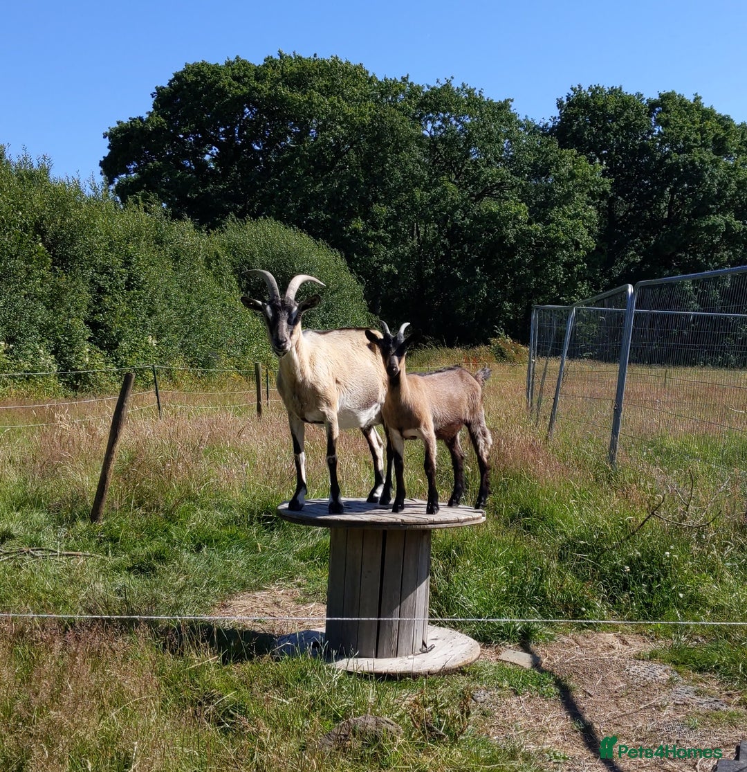 Goats livestock for sale: Rare breed English Grade A female Goats for sale - Image 1
