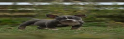 American Bully dogs for sale: American Micro Bullies  - Advert 10