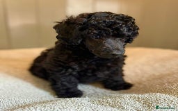 Toy Poodle dogs for sale: Our gorgeous and rare coloured toy poodles - Image 6
