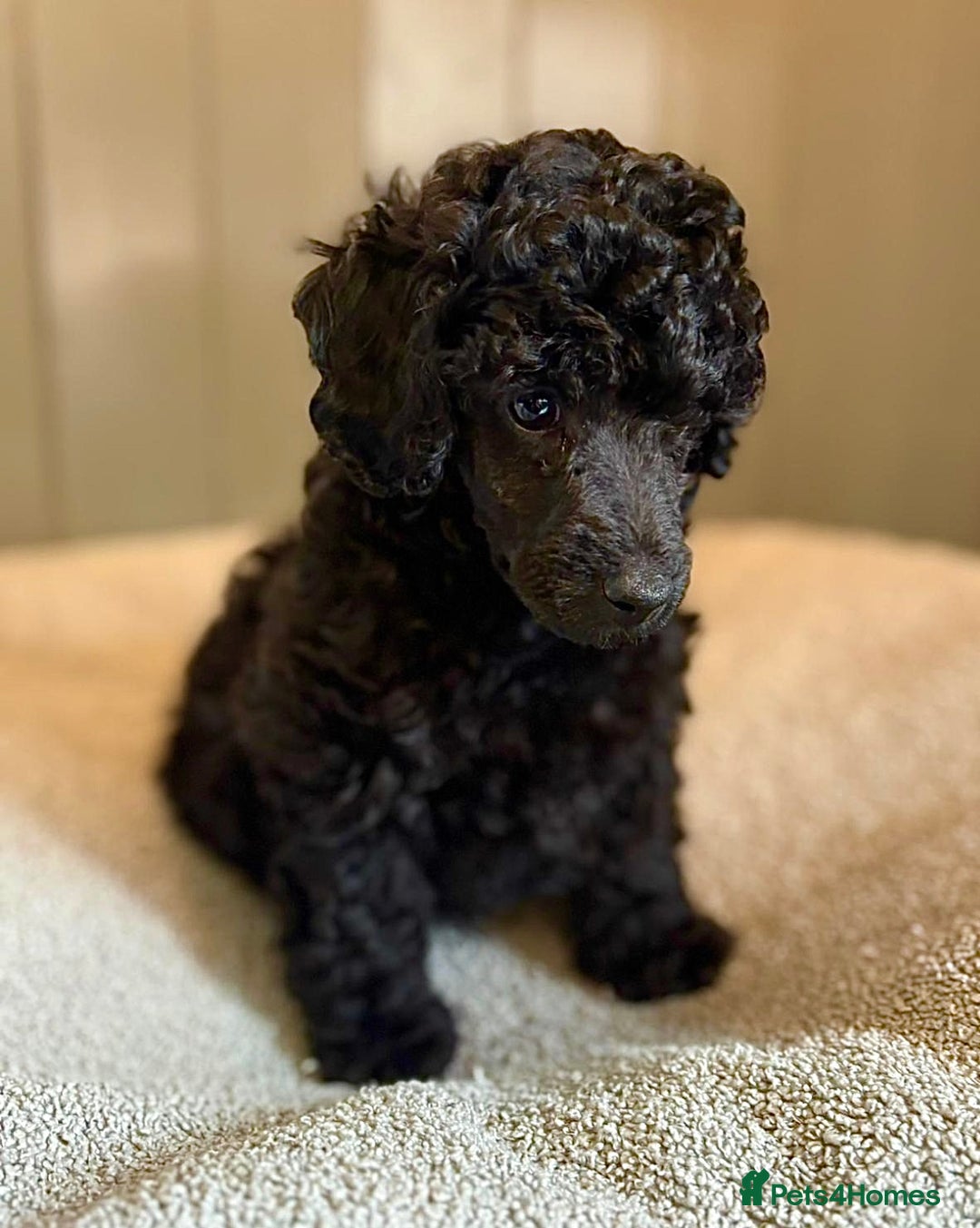 Toy Poodle dogs for sale: Our gorgeous and rare coloured toy poodles - Image 6
