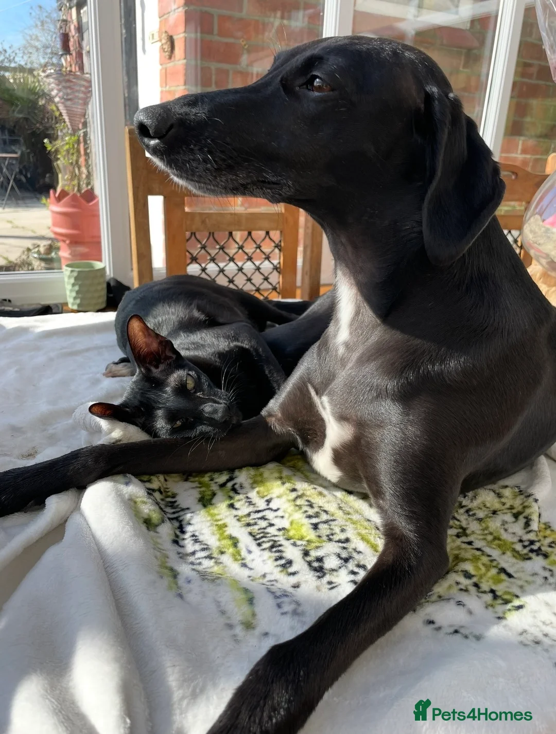 Bedlington Terrier dogs for sale: 3/4 Bedlington 1/4 whippet - Advert 5