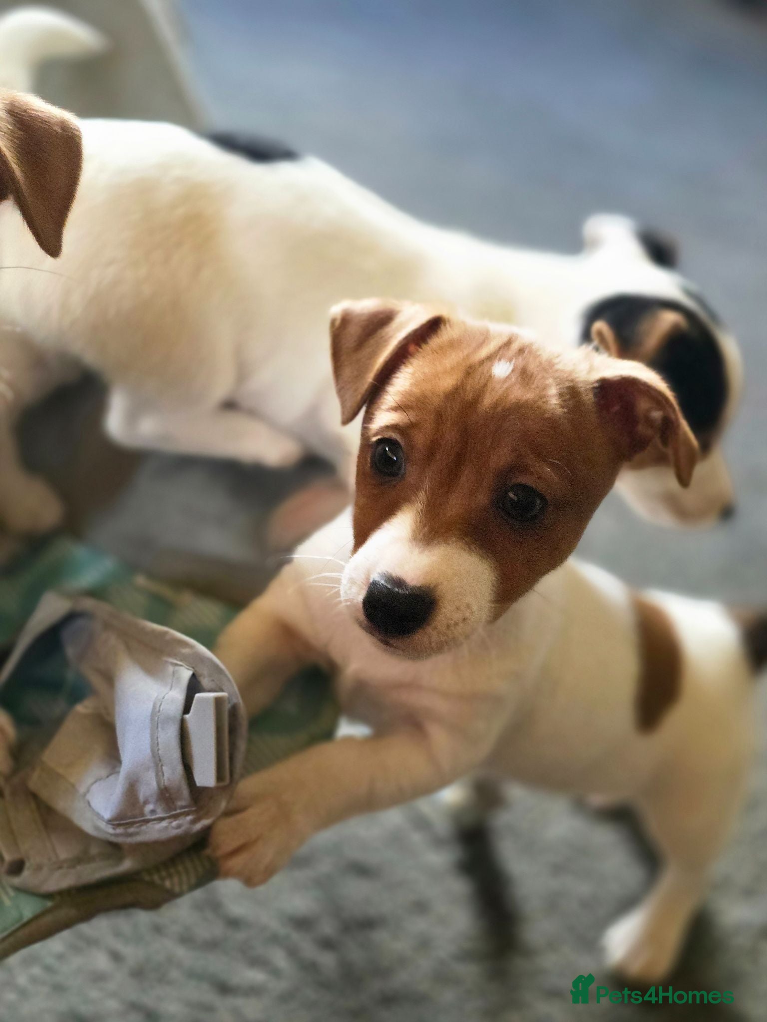 Jack Russell dogs Mini jack russel pups ready 13 june deposit secure - Advert 10