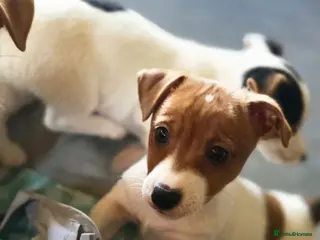 Jack Russell dogs Mini jack russel pups ready 13 june deposit secure - Advert 10