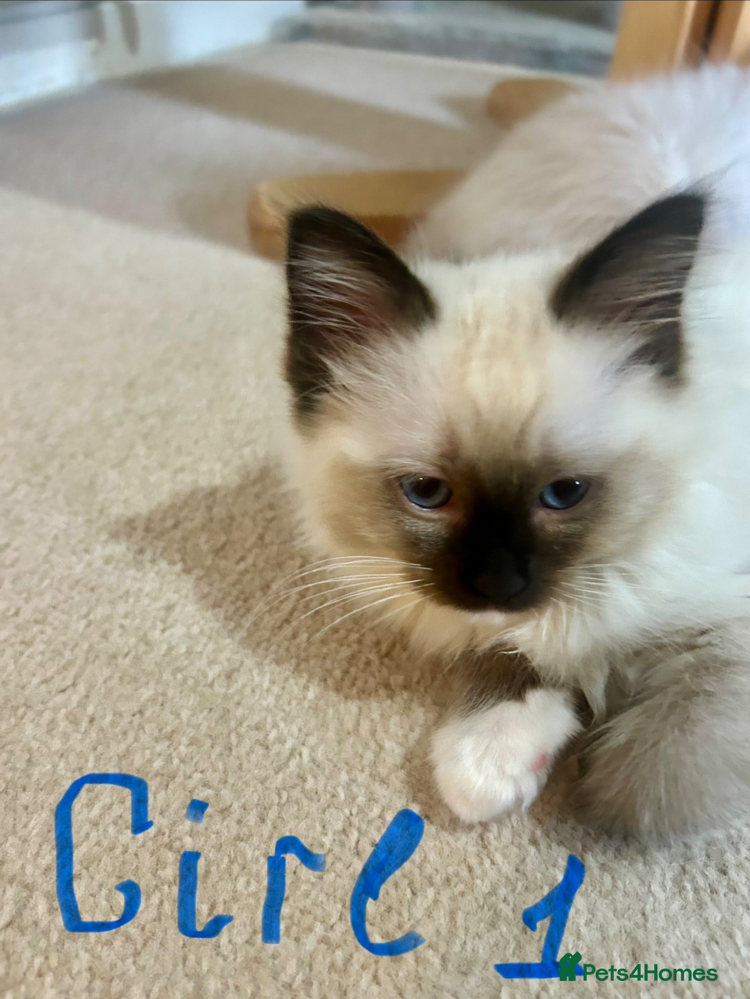 Ragdoll cats Kittens Ragdoll - Advert 13