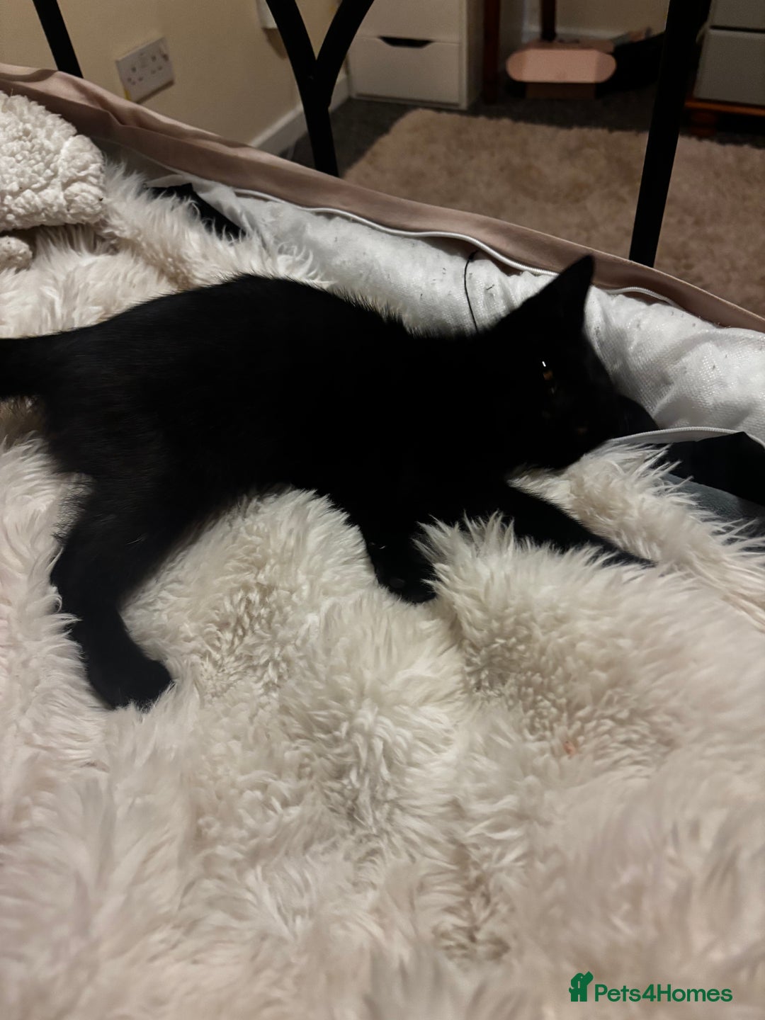 Mixed Breed cats for sale: Little Moggy Kitten for sale  - Image 1