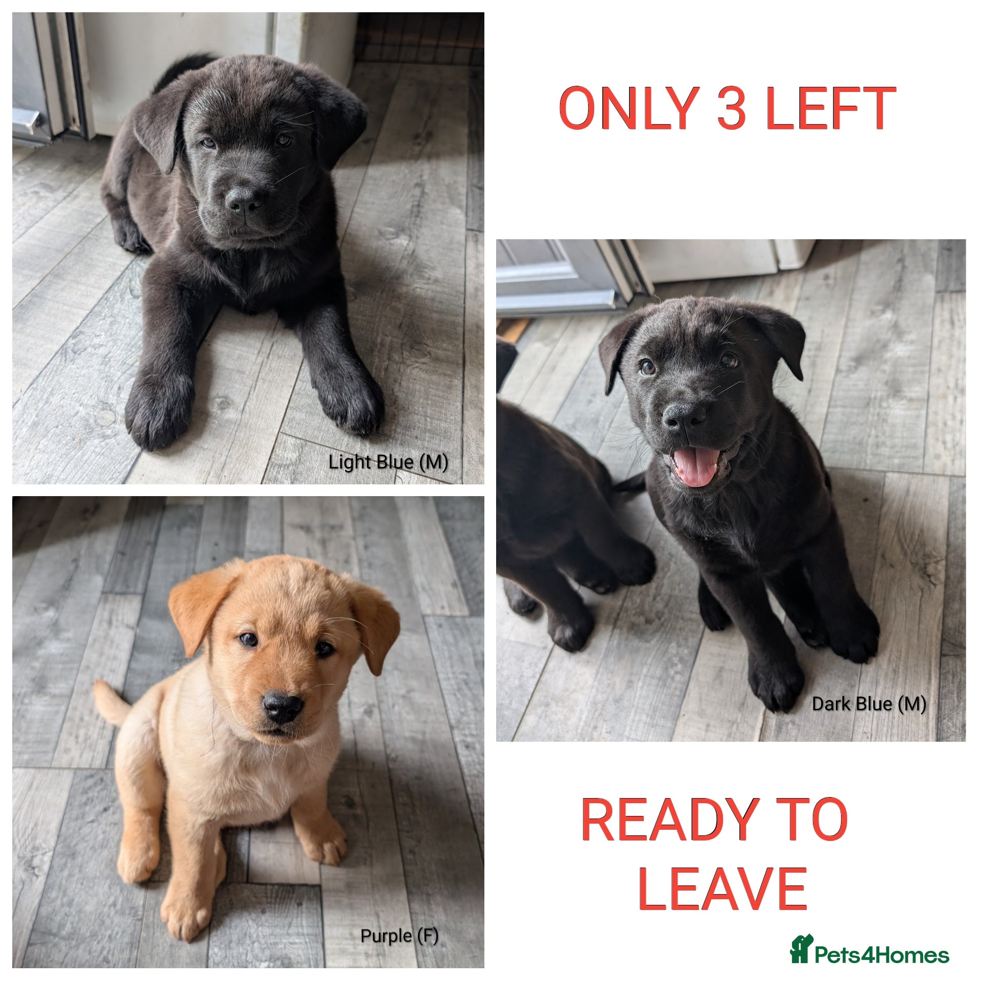 Mixed Breed dogs ✨ Chipped & ready to leave ✨ - Lab x Chow Chow - Advert 2