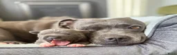 Staffordshire Bull Terrier dogs for sale: Stunning KC Registered Blue Staffs - Advert 5