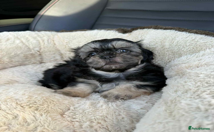 Shih Tzu dogs - Advert 3