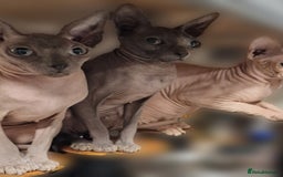 Sphynx cats for sale: Adult Canadian Sphynx for sale and Stud males  - Image 2
