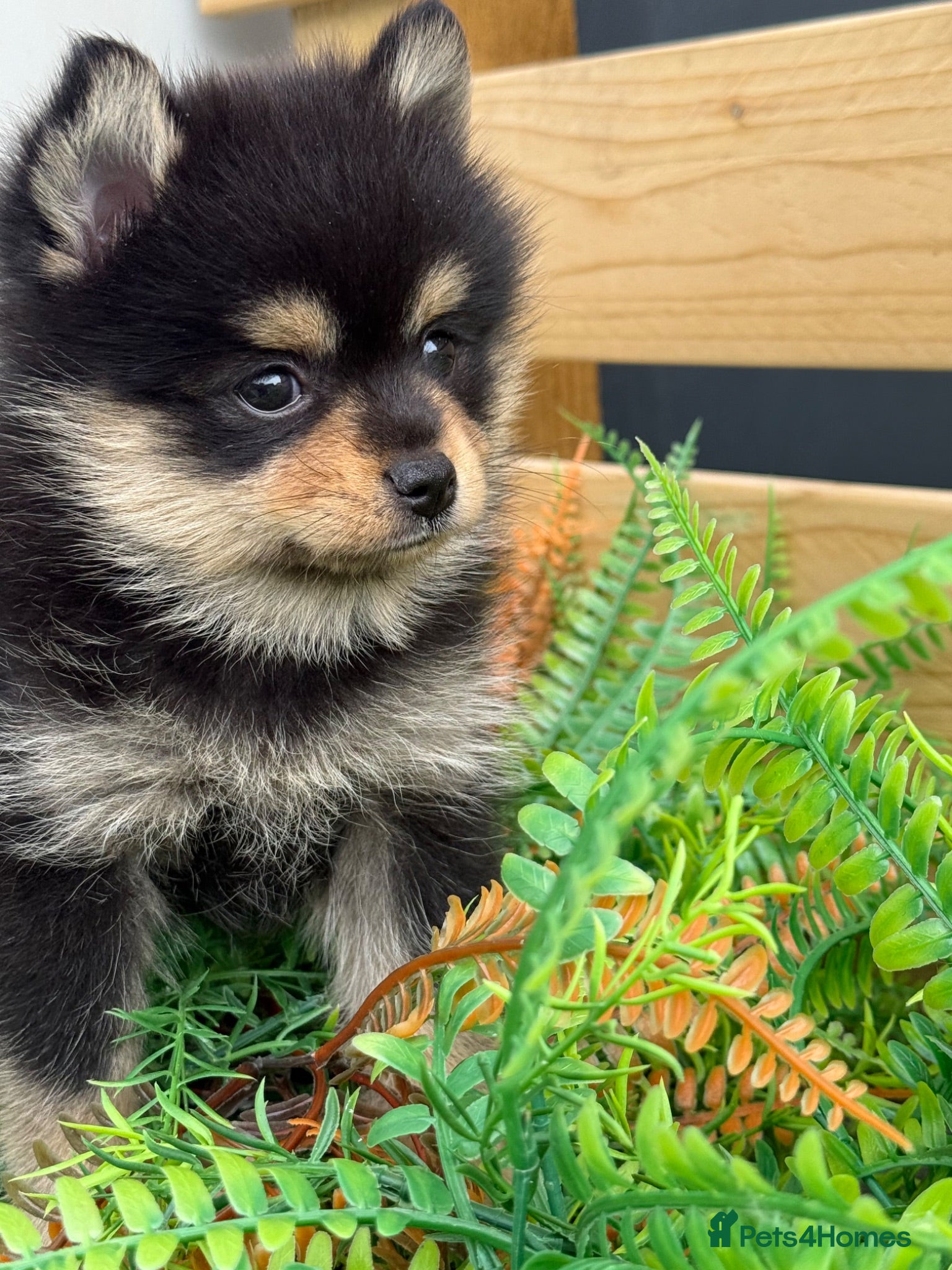 Pomsky dogs Stunning  **  Pomsky Girls - Advert 2
