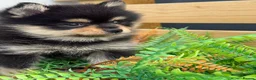 Pomsky dogs for sale: Stunning  **  Pomsky  - Advert 3