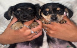 Chiweenie dogs for sale: Gorgeous Mini Dachshund X Puppies🐾 - Advert 19