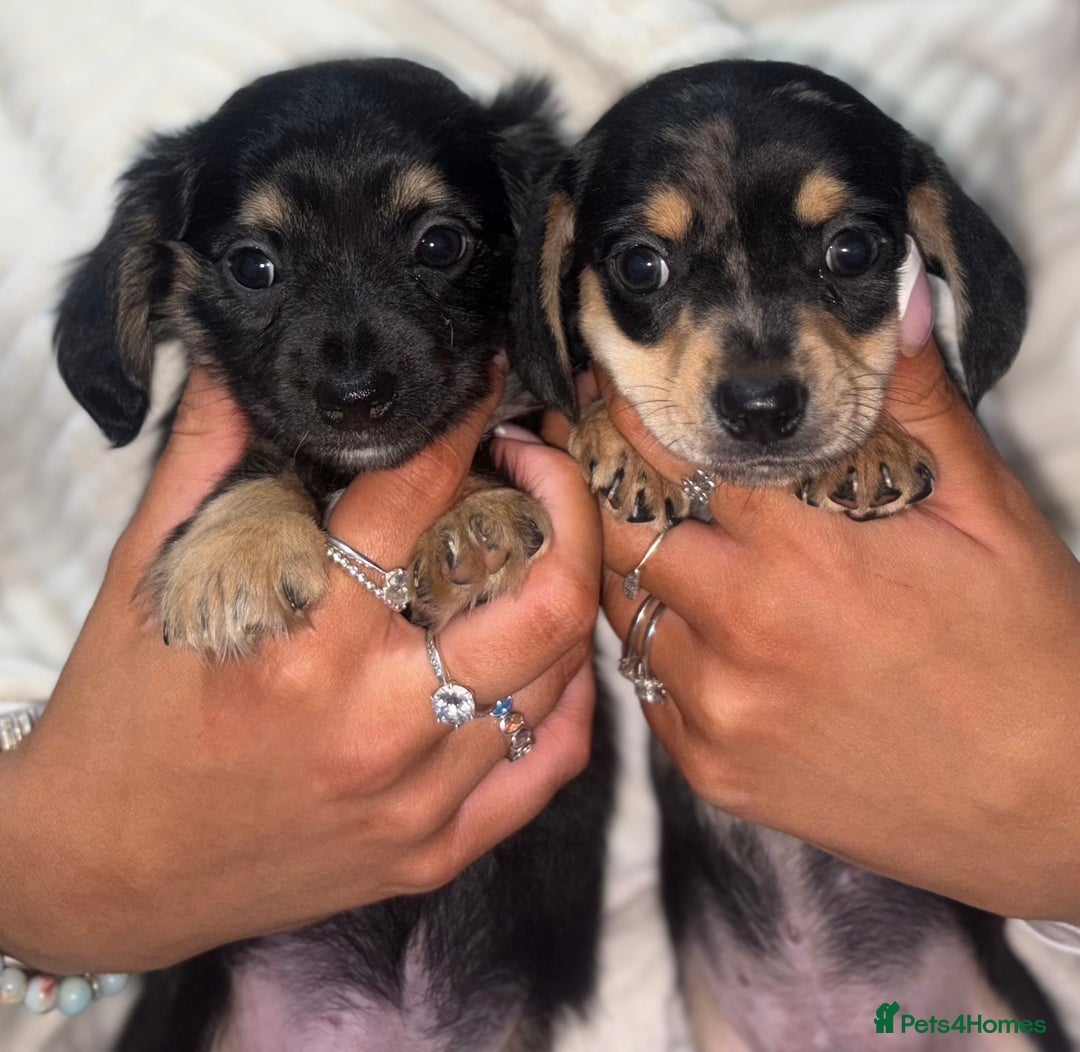 Chiweenie dogs for sale: Gorgeous Mini Dachshund X Puppies🐾 - Advert 19