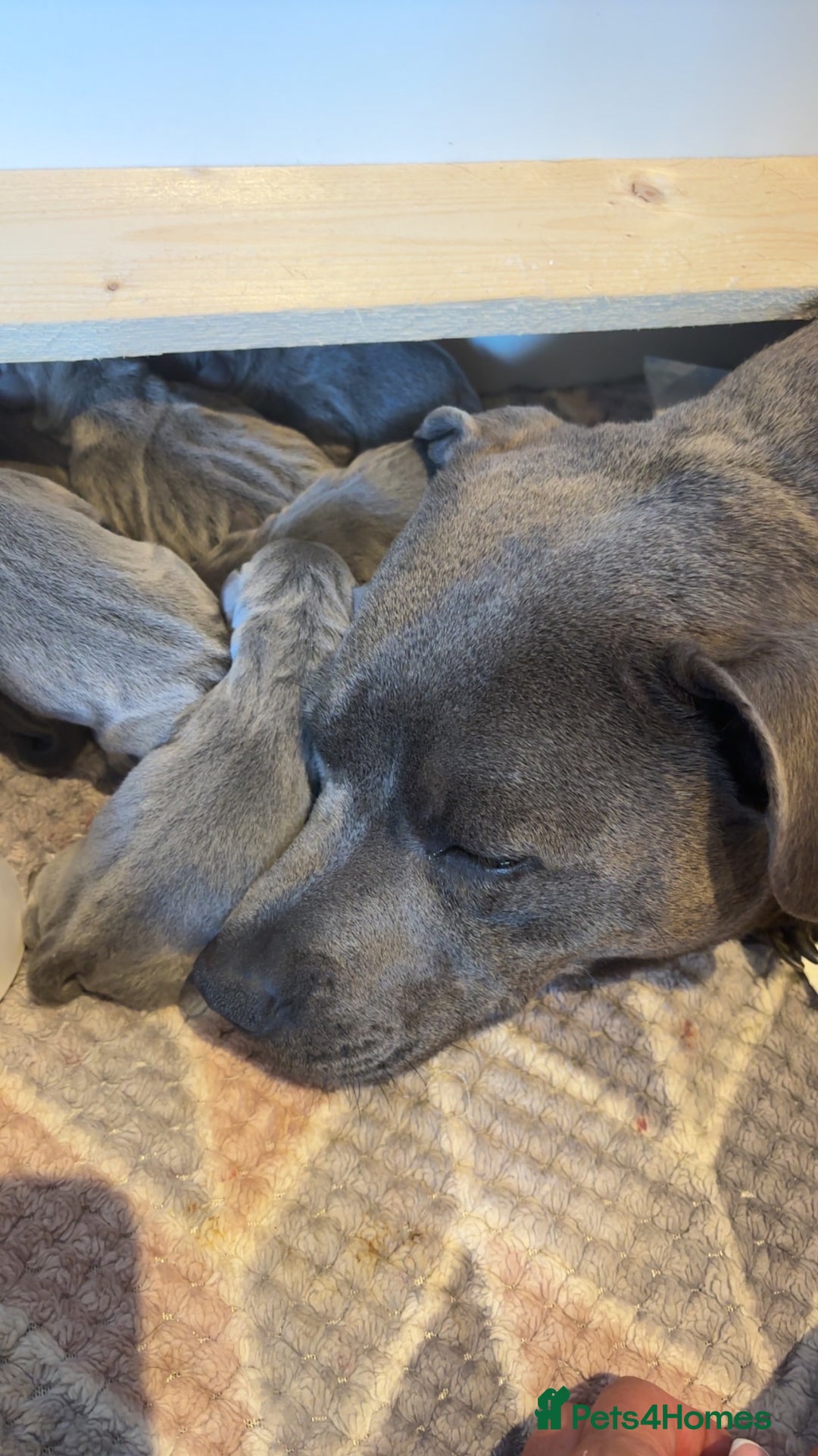 Staffordshire Bull Terrier dogs for sale: 💥READY TO LEAVE NOW 💥 PURE BLUE STAFFS PUPS🩵 in Barnsley - Image 4