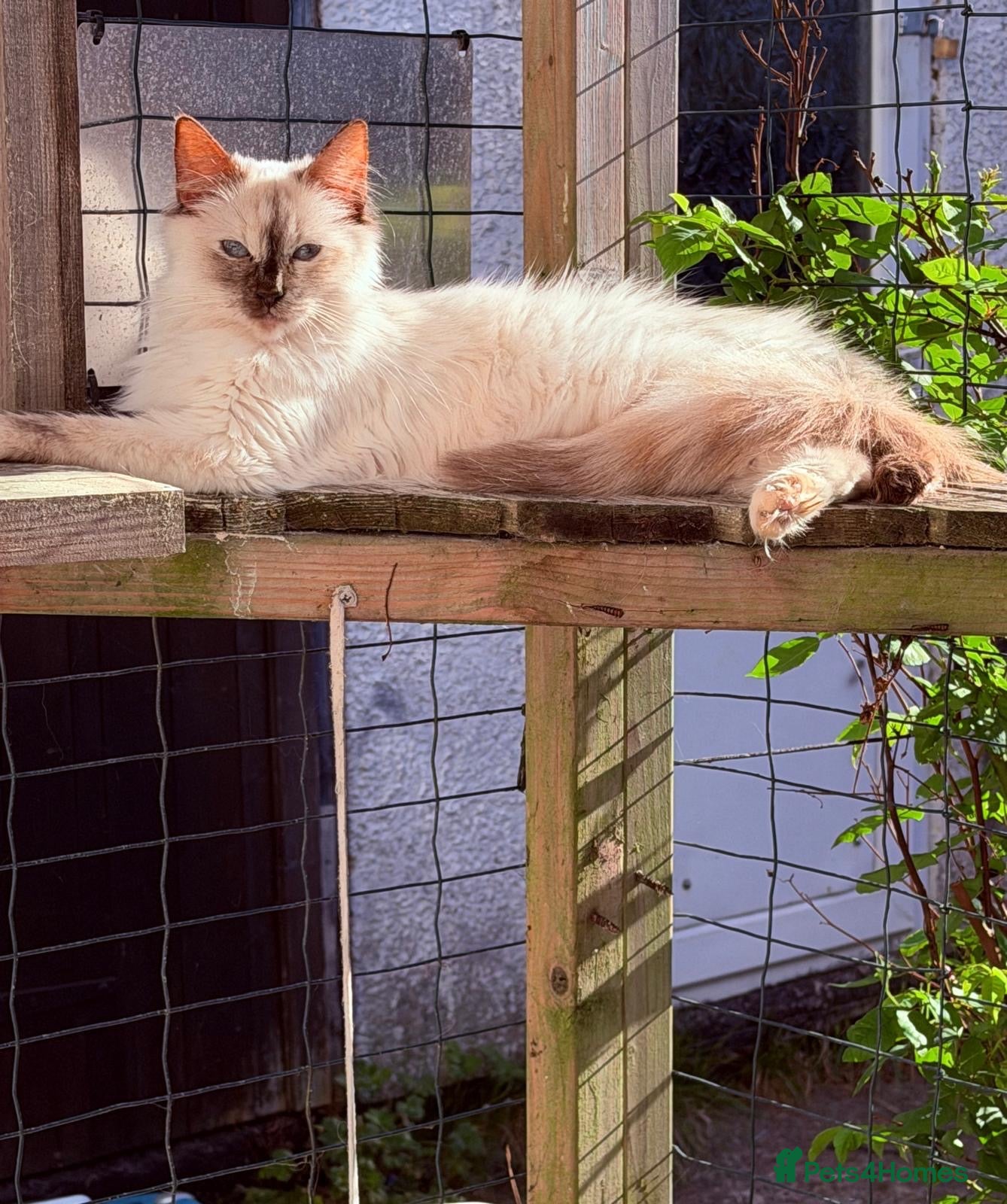 Ragdoll cats Ragdoll female un neutered tica and gccf  - Advert 1