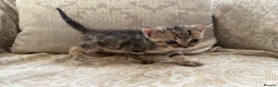 Scottish Fold cats for sale: 4 Scottish fold x Scottish straight  in Northampton - Advert 10