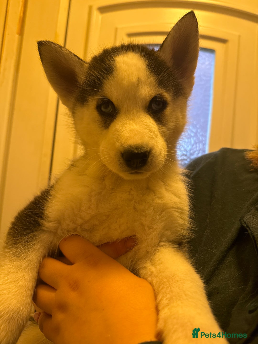 Siberian Husky dogs for sale: 5 Siberian husky puppies.  - Advert 10
