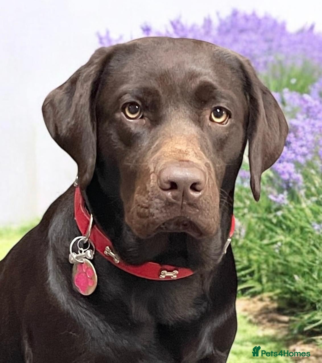 Labrador Retriever dogs Gorgeous Black Labrador Puppies KC REG - Advert 1
