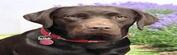 Labrador Retriever dogs for sale: Gorgeous Black Labrador Puppies KC REG - Advert 1