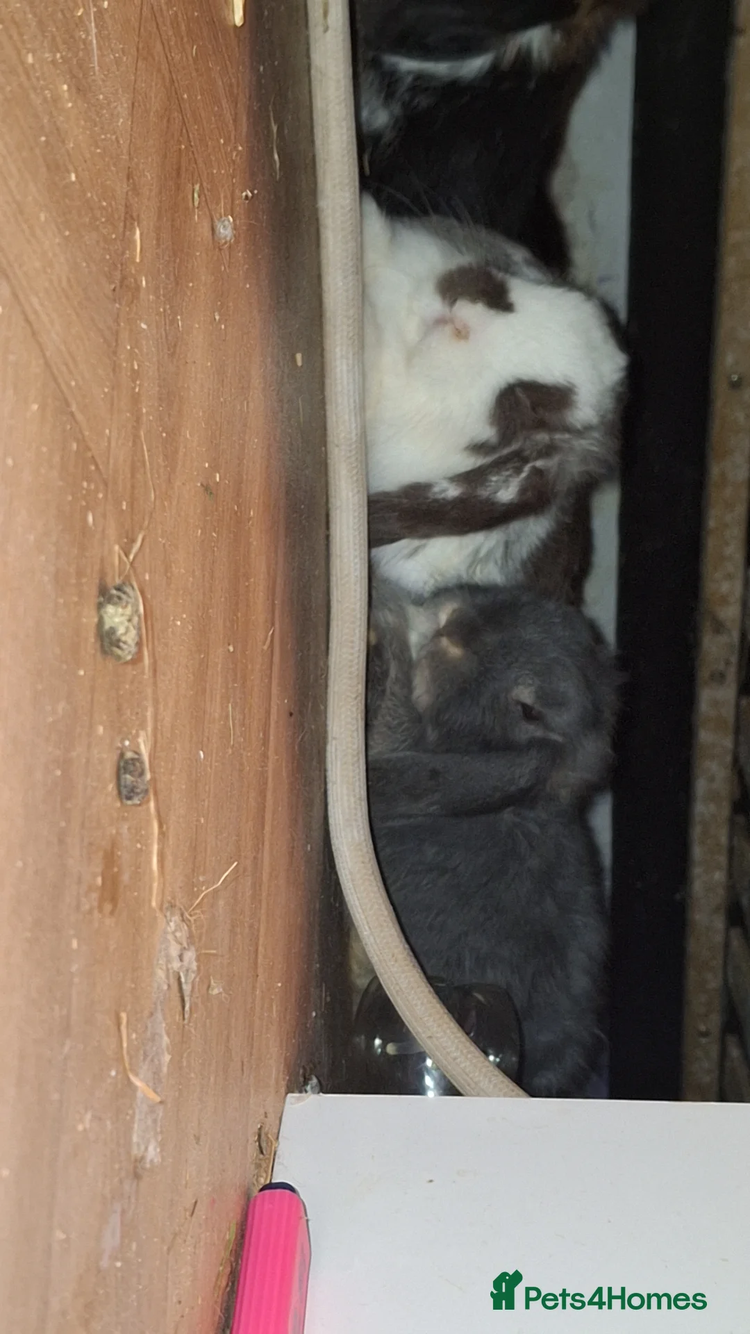 Mini Lop rabbits for sale: 4 beautiful mini lops, 2 boys 2 girls - Advert 3