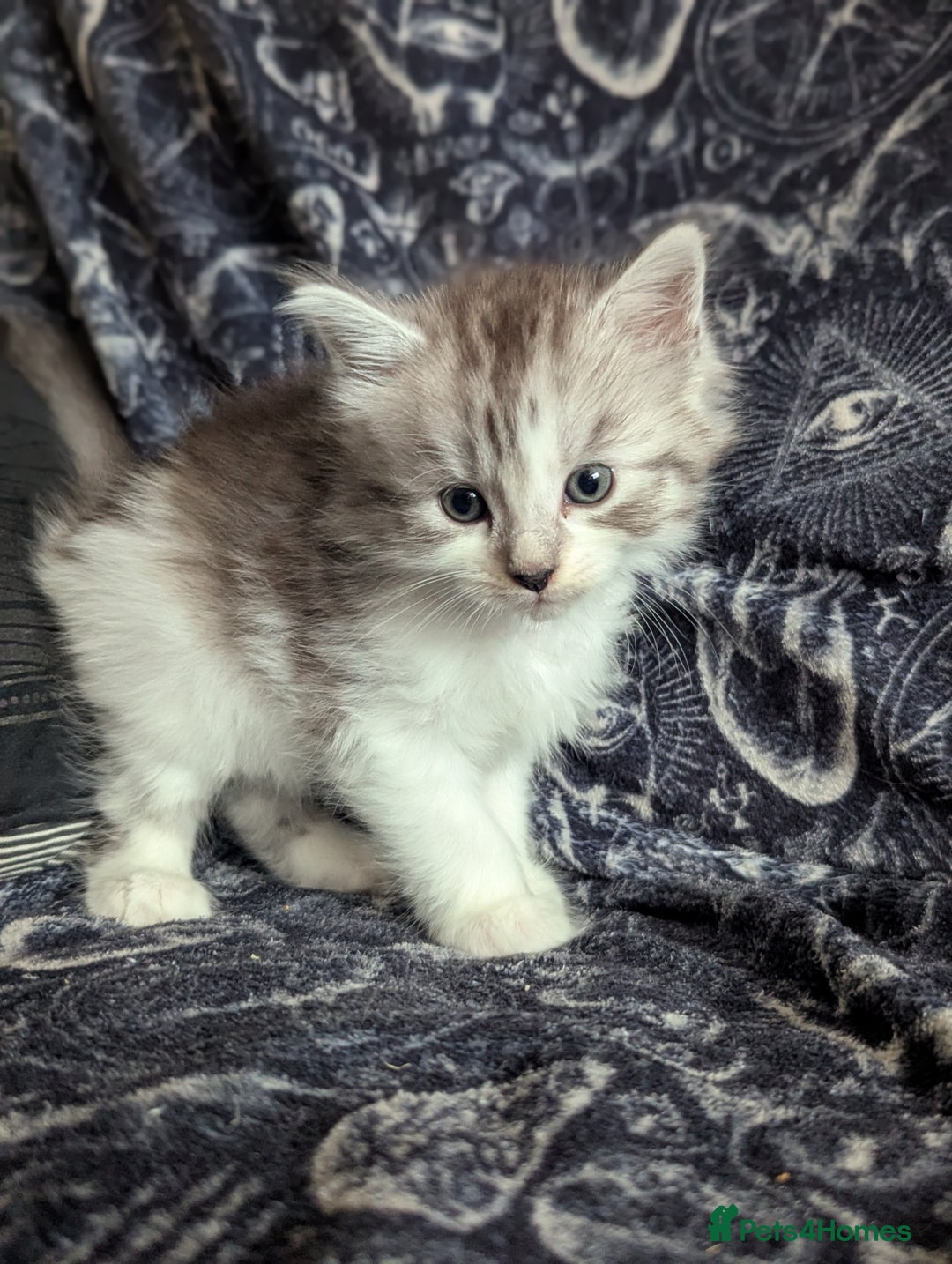Maine Coon cats for sale: Maine Coon kittens  - Image 7