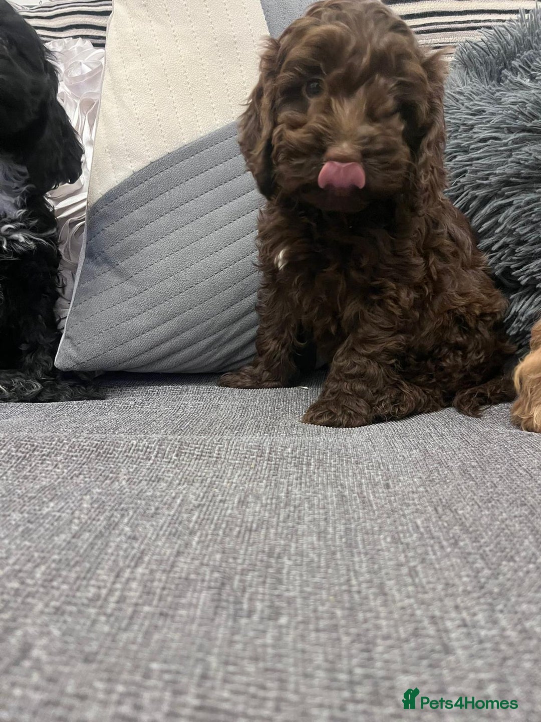 Cavapoo dogs for sale: Cavapoo puppies available to leave - Advert 2