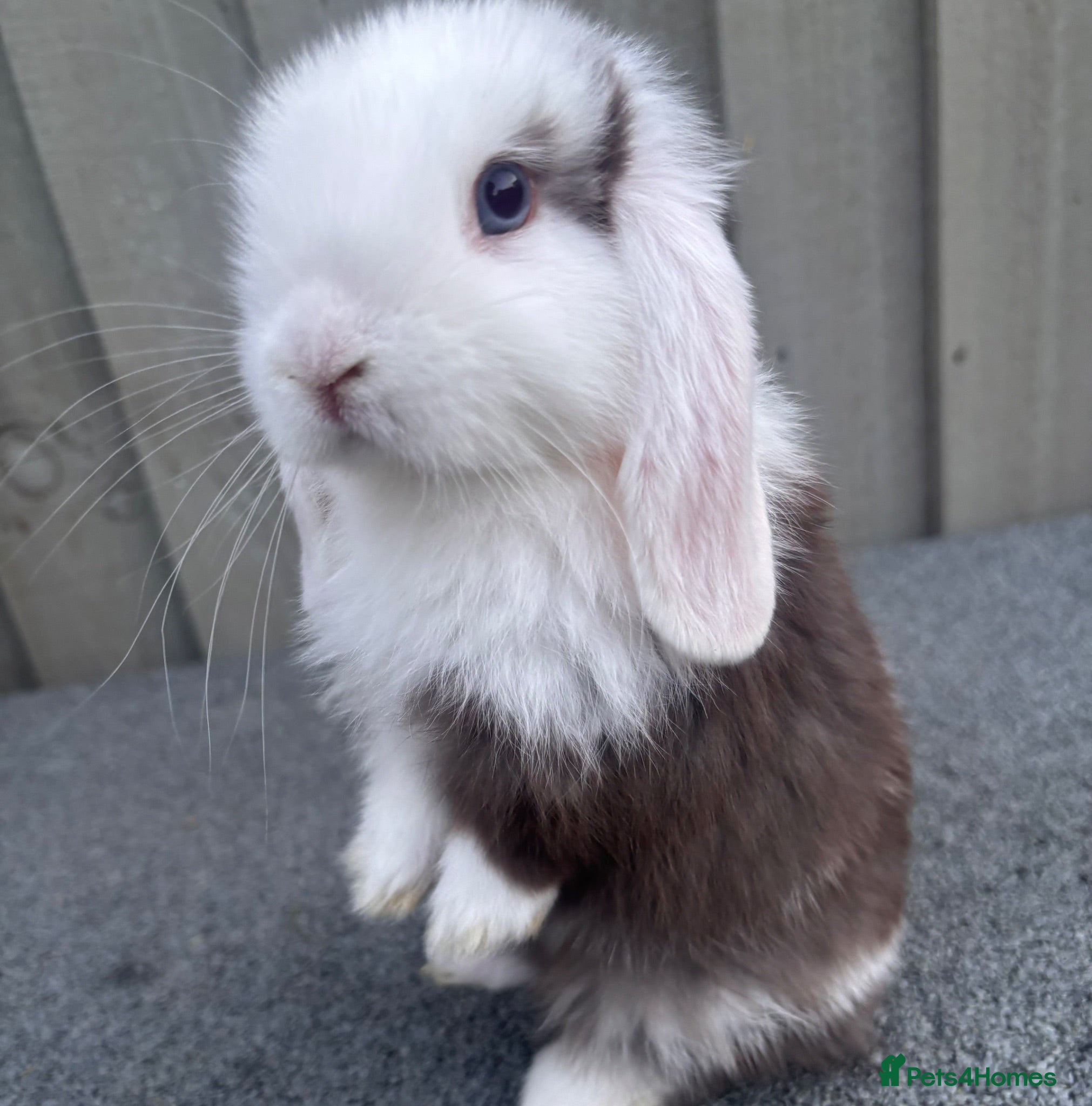 Mini Lop rabbits Beautiful pure bred mini lops blue eyes  - Advert 2