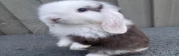 Mini Lop rabbits for sale: Beautiful pure bred mini lops blue eyes  - Advert 2