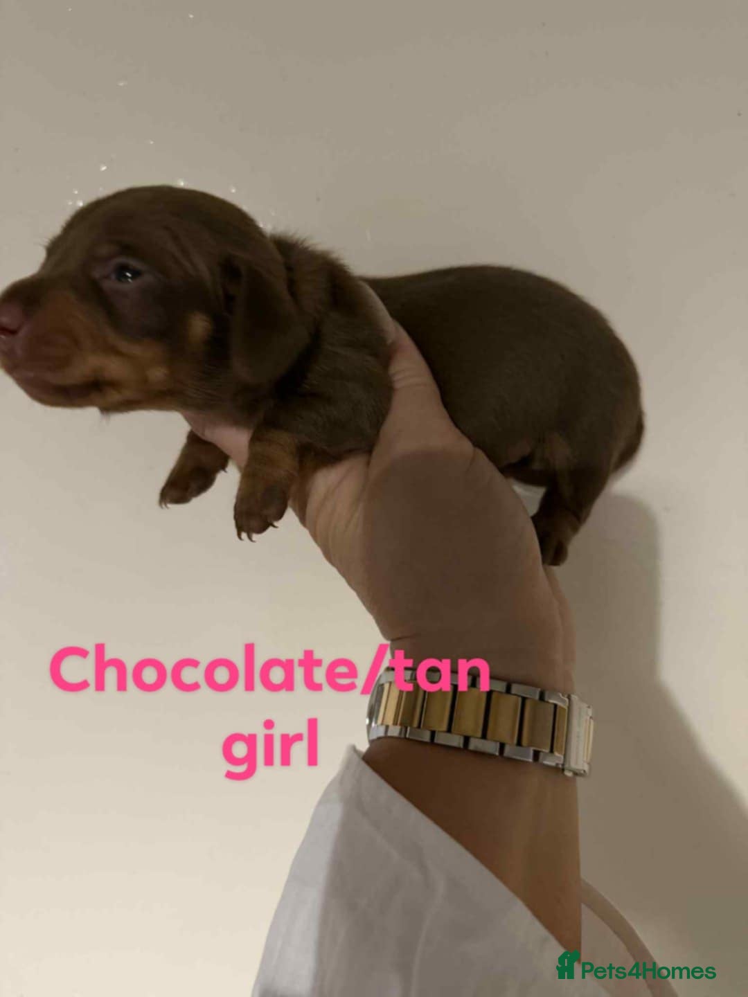 Miniature Dachshund dogs for sale: Stunning Miniature Dachshund kc reg READY NOW 🎄🎄 - Advert 12