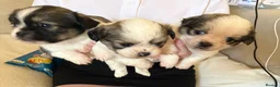 Mixed Breed dogs for sale: Tiny cute fluffy Shih Tzu x jack Russell puppies  - Advert 2
