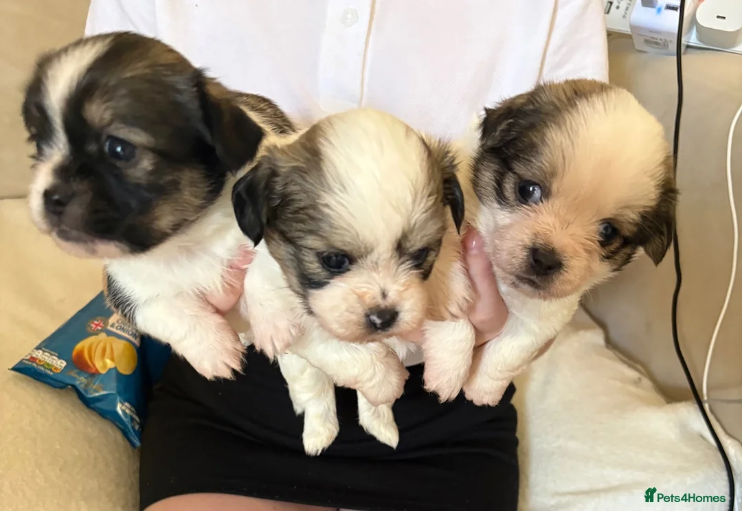 Mixed Breed dogs for sale: Tiny cute fluffy Shih Tzu x jack Russell puppies  - Advert 2