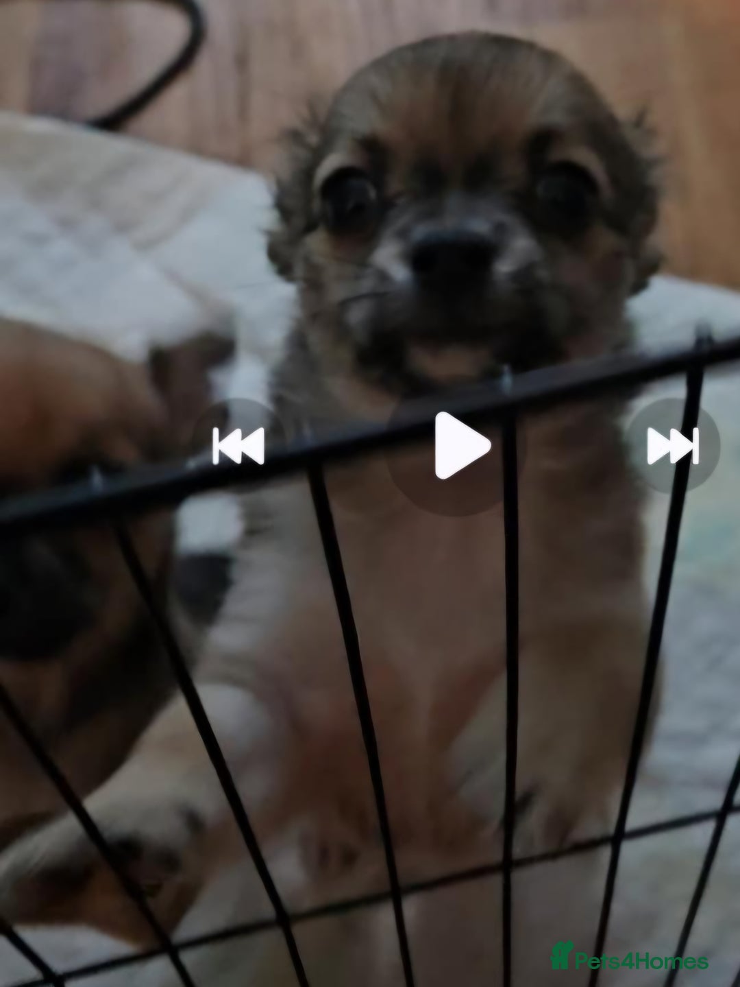 Chihuahua dogs for sale: 2x 13 old week beautiful Chihuahua Pups for sale  - Advert 14