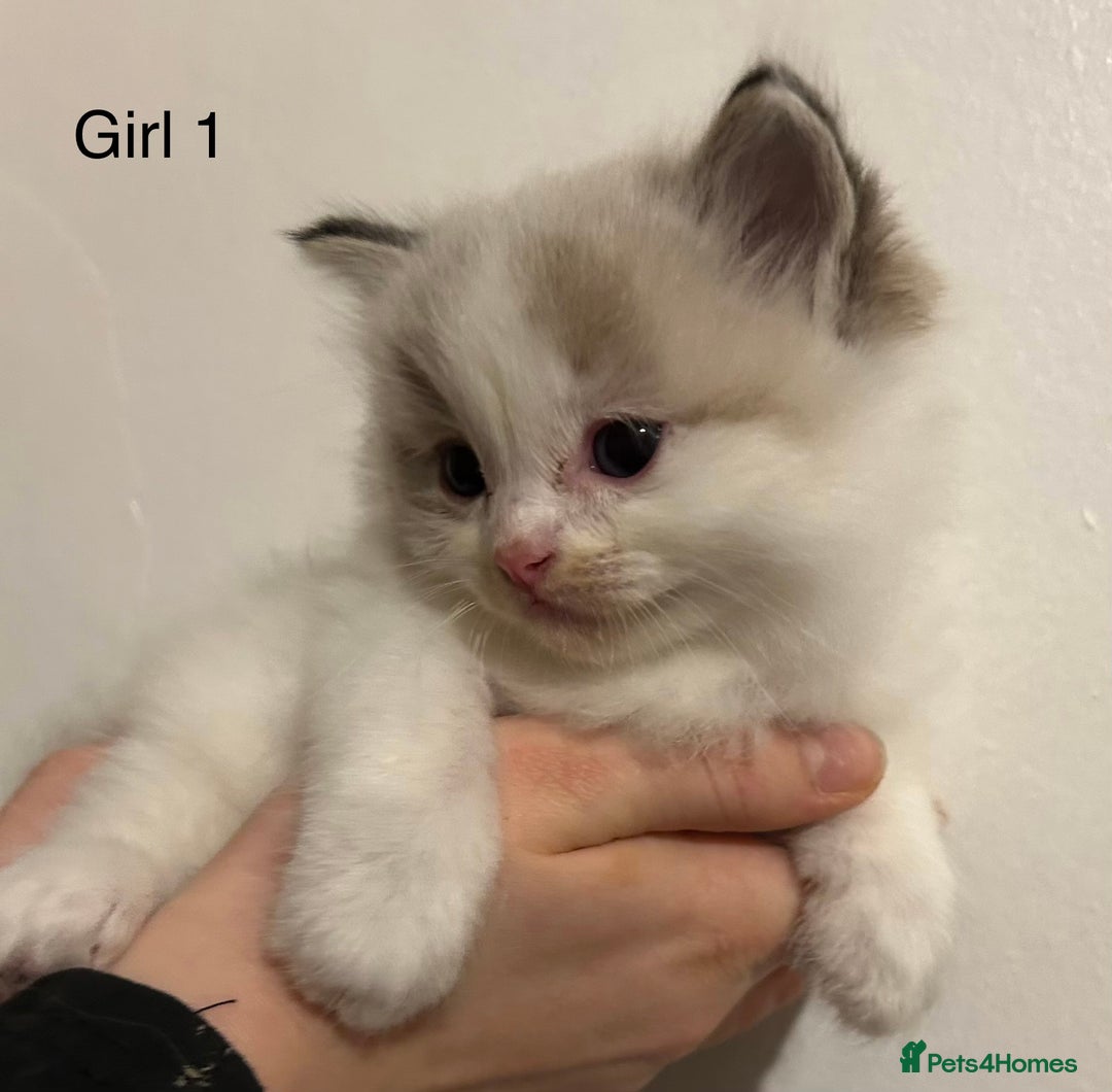 Ragdoll cats for sale: Seal Tabby Point & white Biocolour Ragdoll kittens - Advert 7