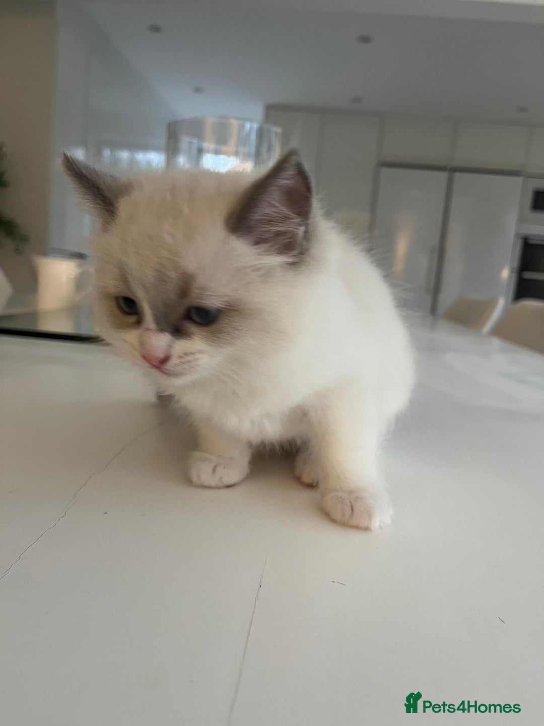 Ragdoll cats for sale: Ragdoll Kittens Available January 2026 - Advert 16