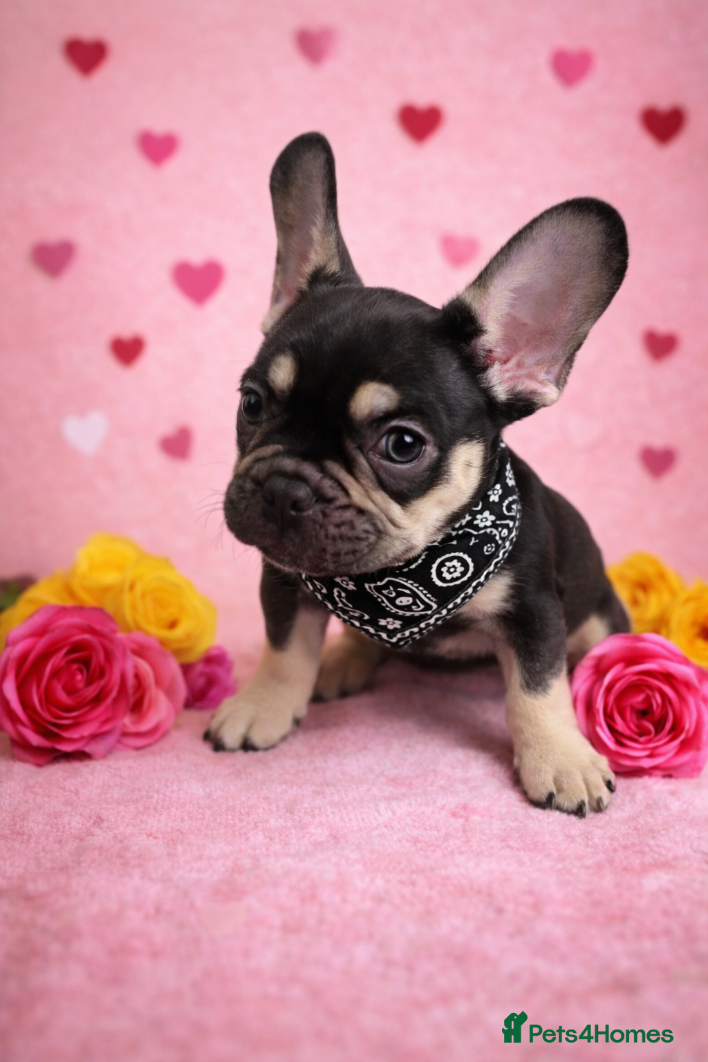 French Bulldog dogs Kc French Bulldog puppy male - Advert 10