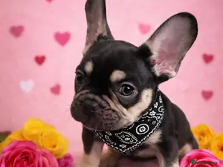 French Bulldog dogs Kc French Bulldog puppy male - Advert 10
