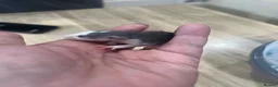 Rat rodents for sale: Baby Dumbo Rats - Advert 17