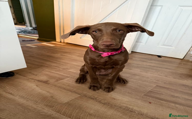 Mixed Breed dogs - Advert 1