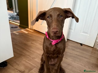 Mixed Breed dogs - Advert 7
