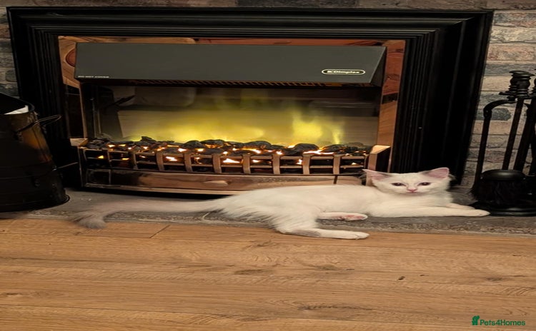 Ragdoll cats - Advert 12