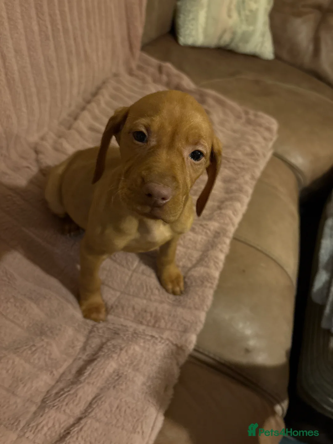 Hungarian Vizsla dogs for sale: Hungarian vizsla pups - Advert 11