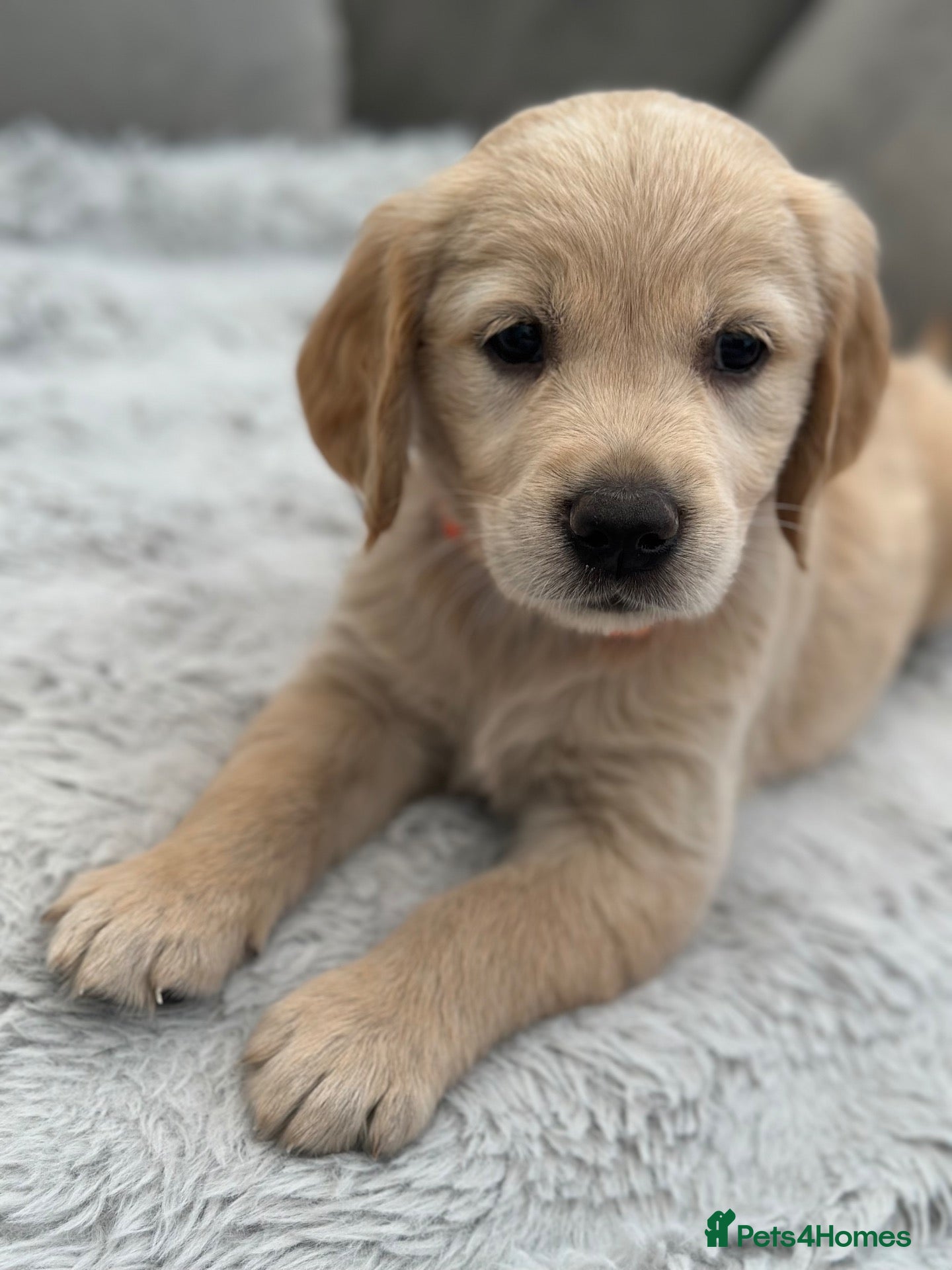 Golden Retriever dogs *Beautiful KC Golden retriever puppies* - Advert 2
