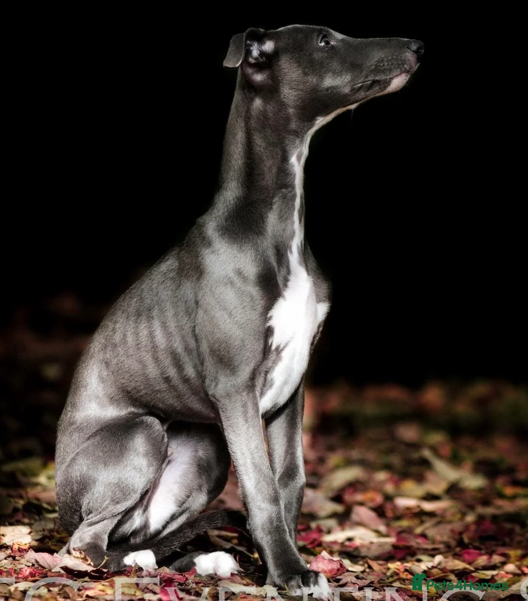 Whippet dogs for stud: KC reg blue whippet for stud - Advert 3