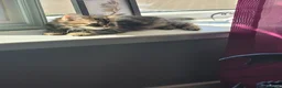 Mixed Breed cats for sale: Mixed tabby with maincoon  in Livingston - Advert 8